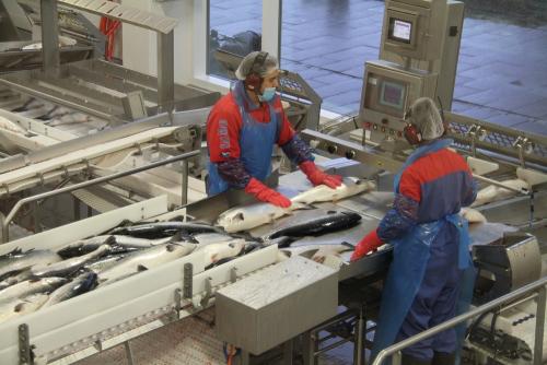 三文鱼生产线设备厂家进行维护